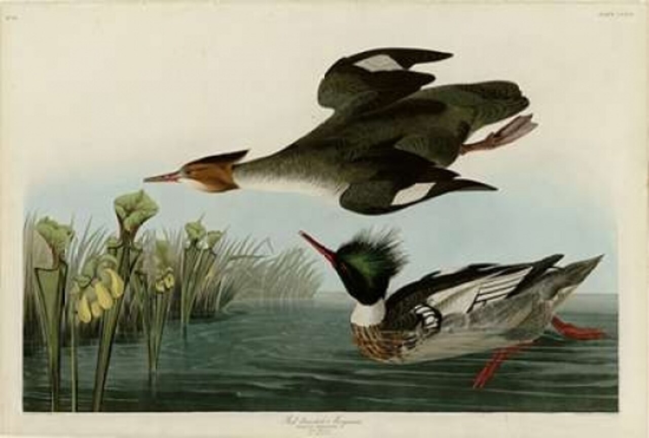 Red Breasted Merganser Poster Print by John James Audubon - Item # VARPDXJJA401